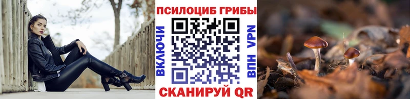 где можно купить   мега как войти  Галлюциногенные грибы Cubensis  Мезень 
